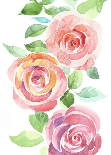 3 pink roses. Isolated on white background with work path. Watercolor. 35x59cm. Rose.jpg 12Mb. RGB. 300 px. Instant download