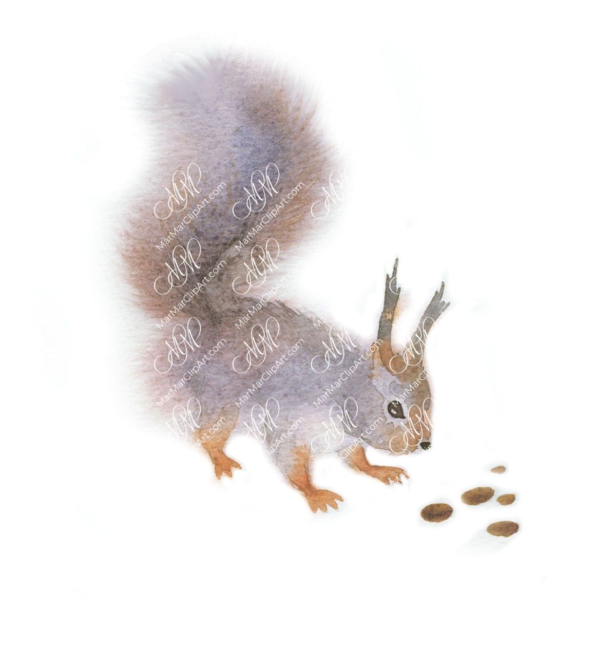 Winter picture: fluffy gray squirrel found pine nuts. Watercolor illustration