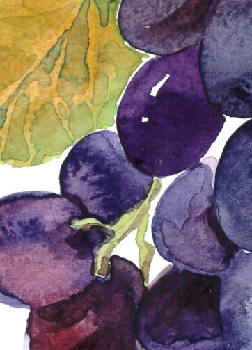 Black grape. Watercolor clipart, printable file