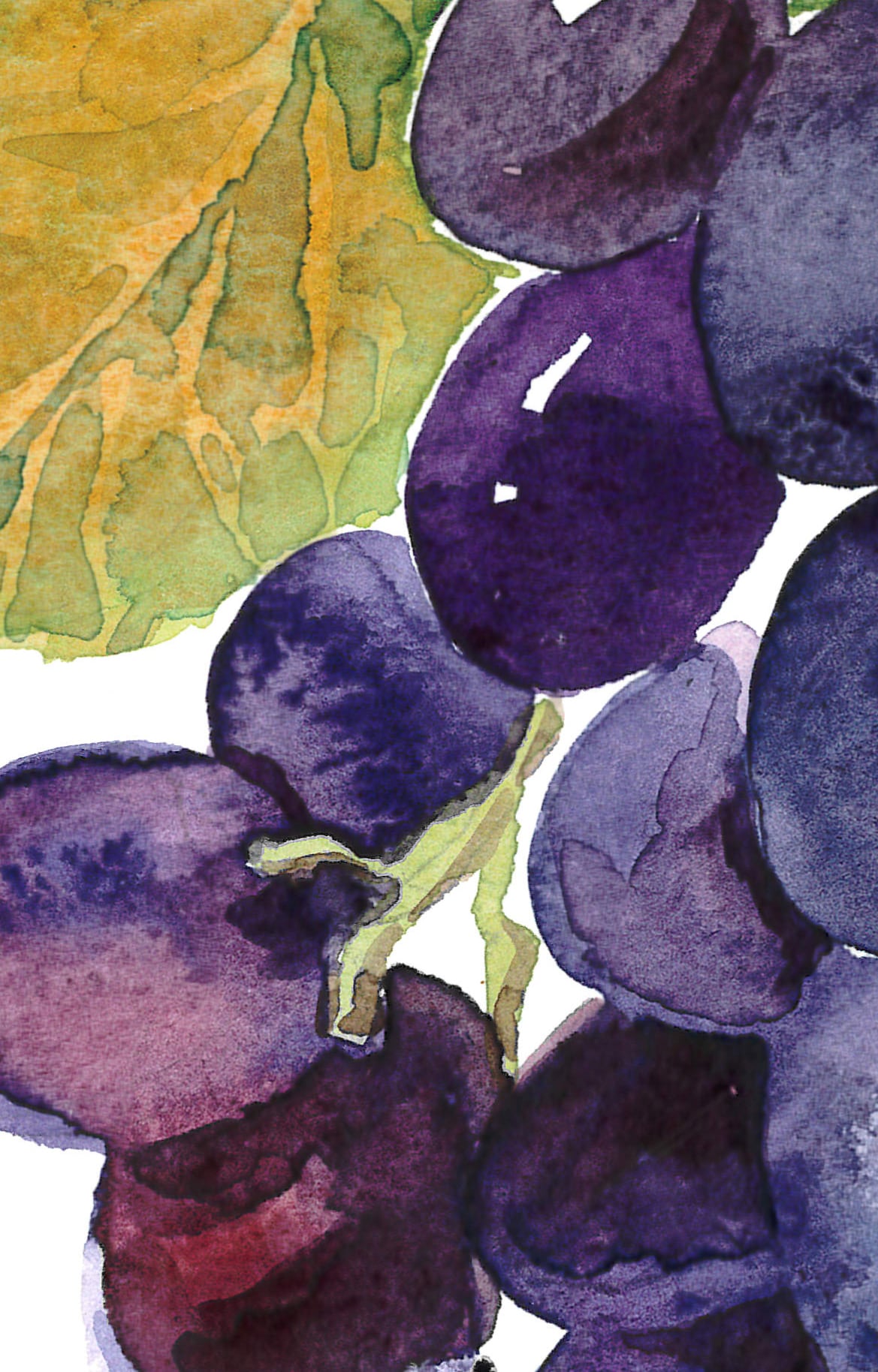 Black grape. Watercolor clipart, printable file