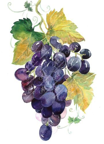 Black grape. Watercolour botanical illustration