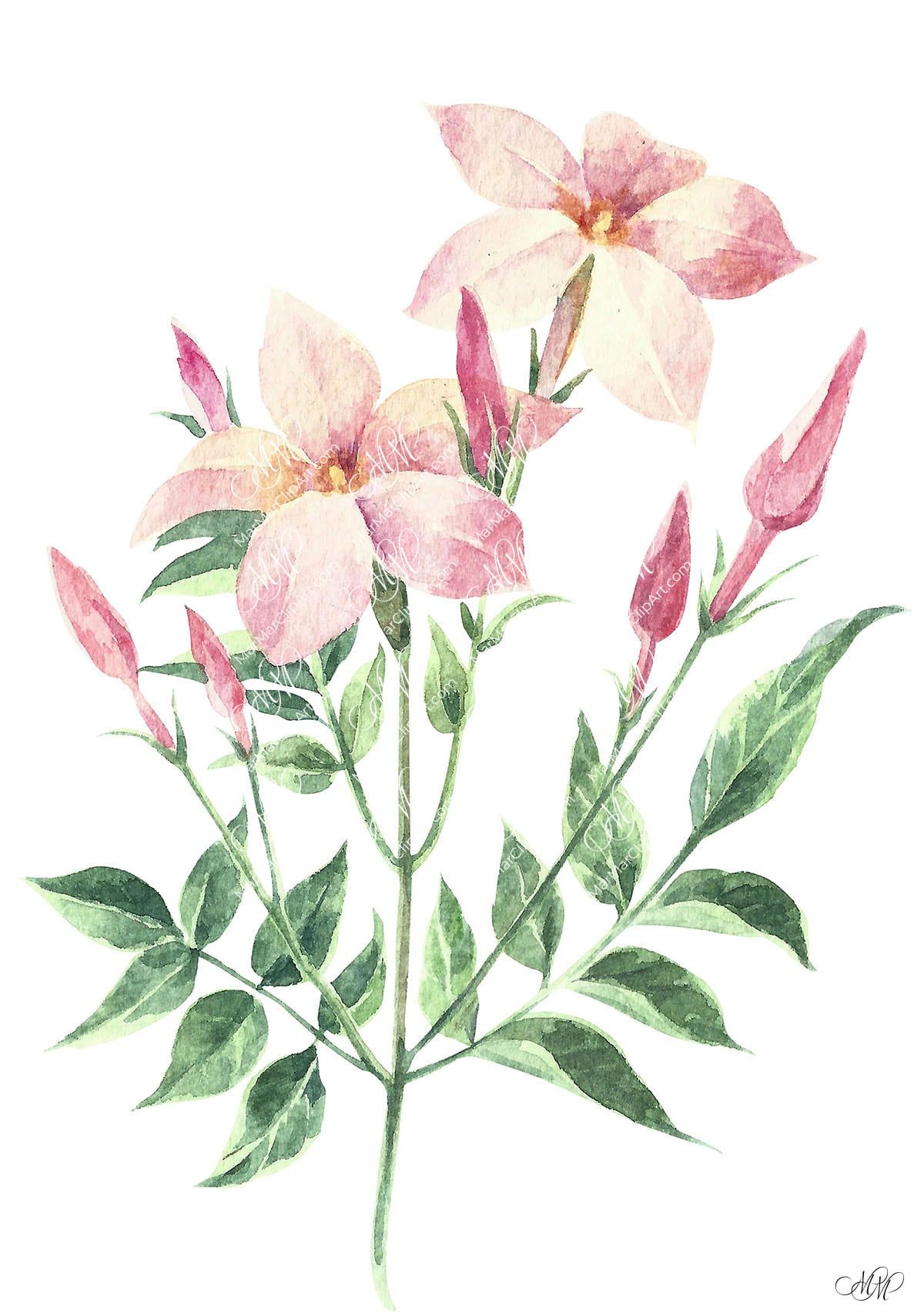 Share more than 150 chameli flower drawing super hot - vietkidsiq.edu.vn