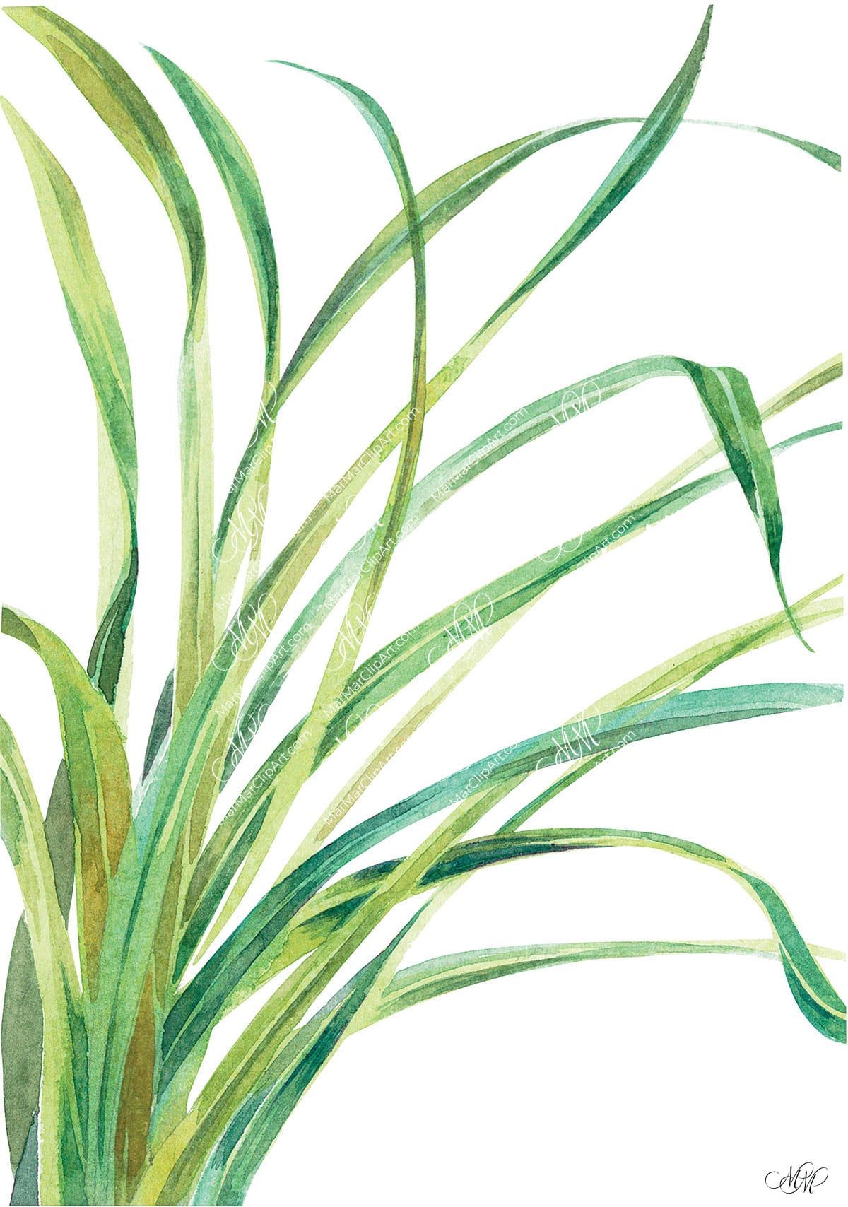 Lemongrass. Watercolour print art. Botanical clipart