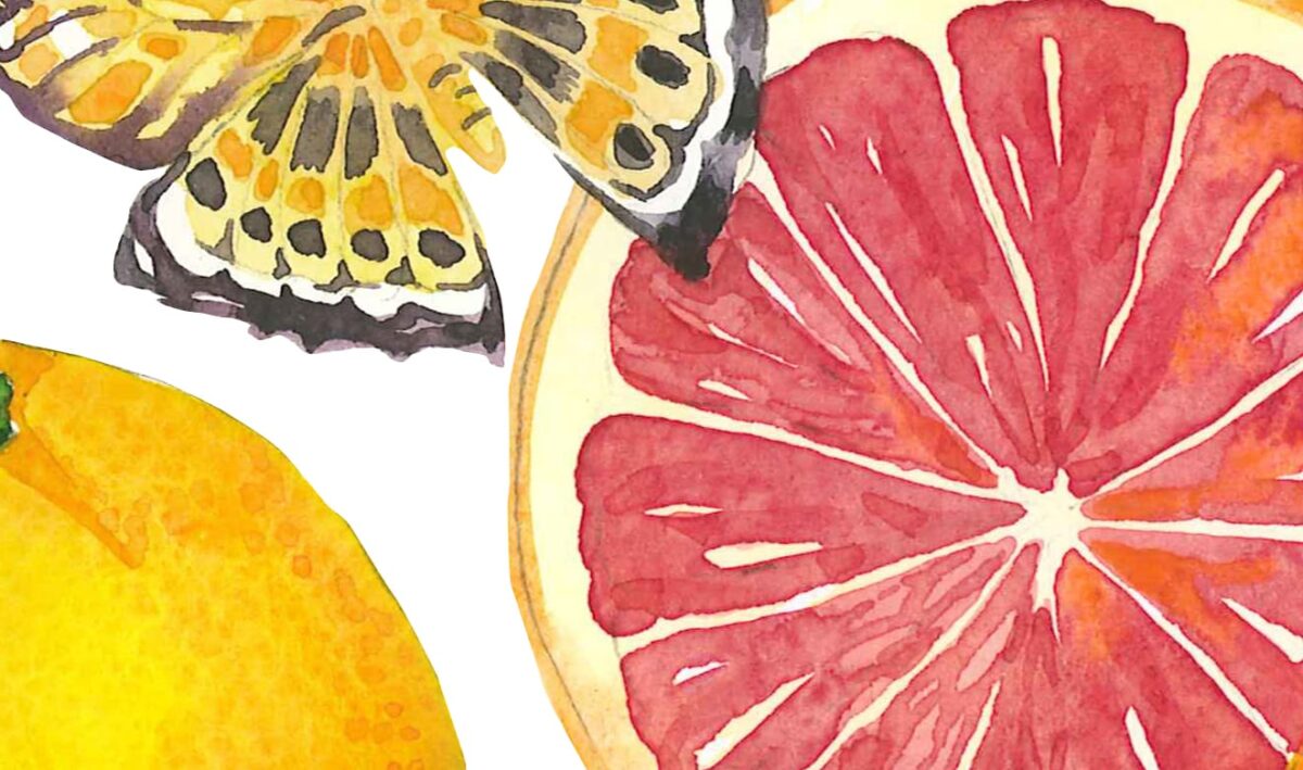 Red oranges with flowers and butterfly. Watercolor clipart, printable file