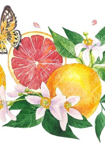 Red oranges and butterfly. Watercolour clipart, printable file