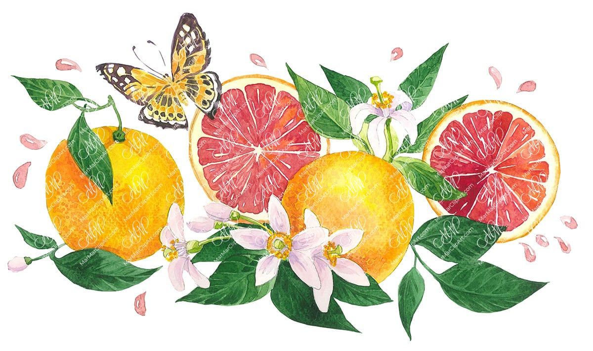Red oranges and butterfly. Watercolour clipart, printable file