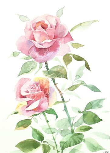 2 pink roses. Isolated on white background with work path. Watercolor. 41x59cm. Roses.jpg 10Mb. RGB. 300 px. Instant download.