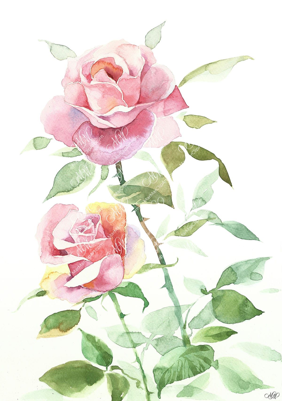 2 pink roses. Isolated on white background with work path. Watercolor. 41x59cm. Roses.jpg 10Mb. RGB. 300 px. Instant download.