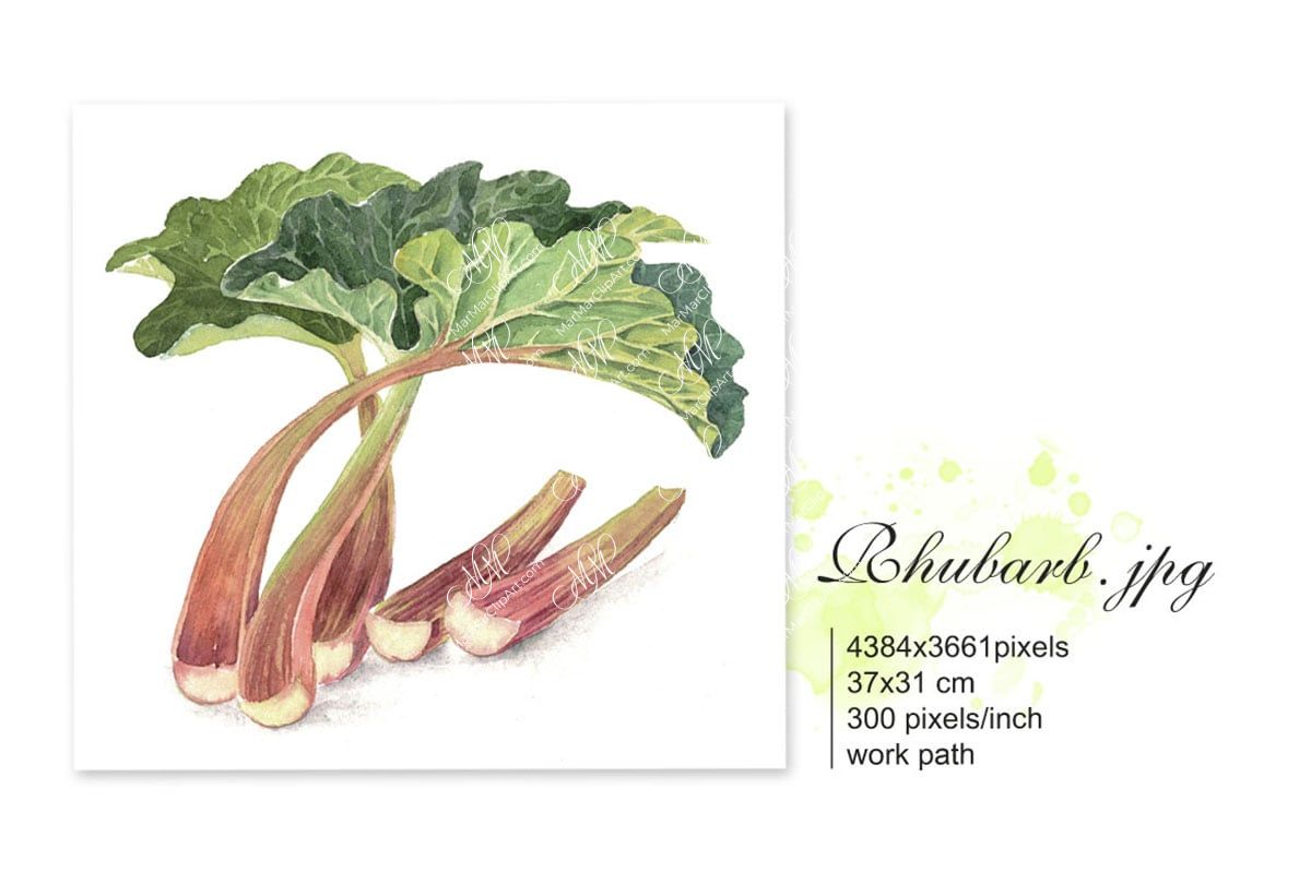 Rhubarb. Isolated on white background with work path