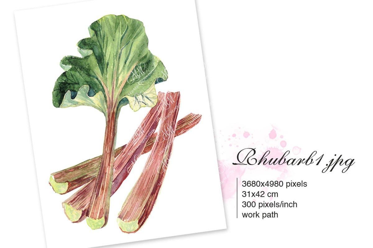 Rhubarb clipart