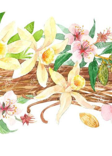Vanilla and almond. Watercolour clipart, printable file