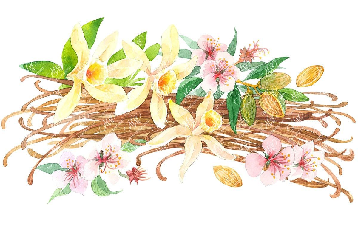 Vanilla and almond. Watercolour clipart, printable file