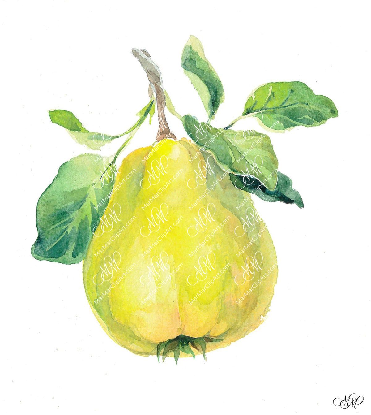 Quince. Isolated on white background. Watercolor. 38x43 cm. cottone2.jpg 9Mb. RGB. 300 px. Instant download.