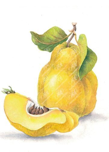 Quince. Isolated on white background with work path. Watercolor. 40x37 cm. cottone.jpg 6,8Mb. RGB. 300 px. Instant download.