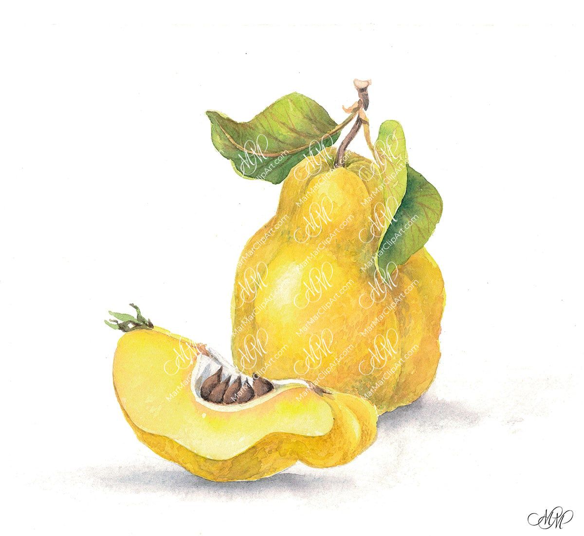 Quince. Isolated on white background with work path. Watercolor. 40x37 cm. cottone.jpg 6,8Mb. RGB. 300 px. Instant download.