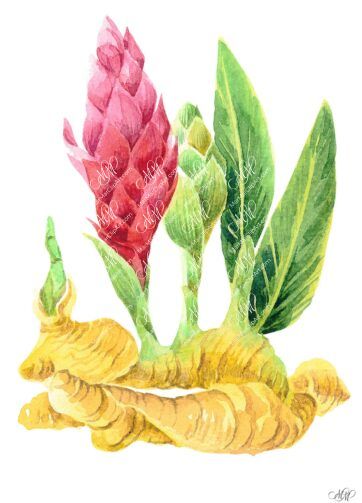 Ginger. Watercolour Botanical clipart
