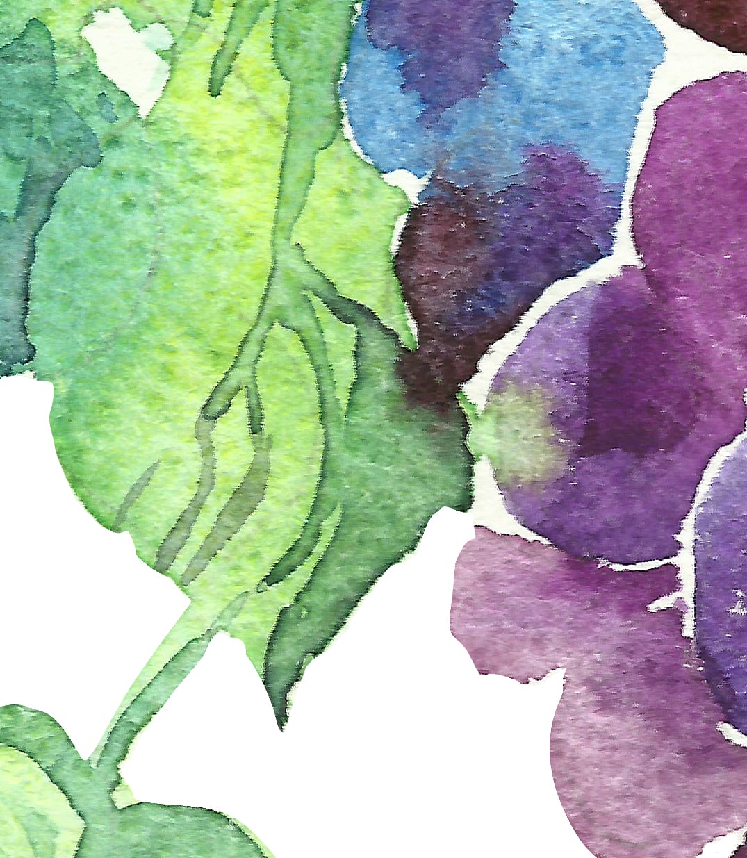 Grape. Watercolor clipart, printable file