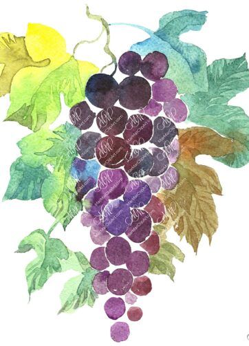 Grape. Watercolour fruit clipart
