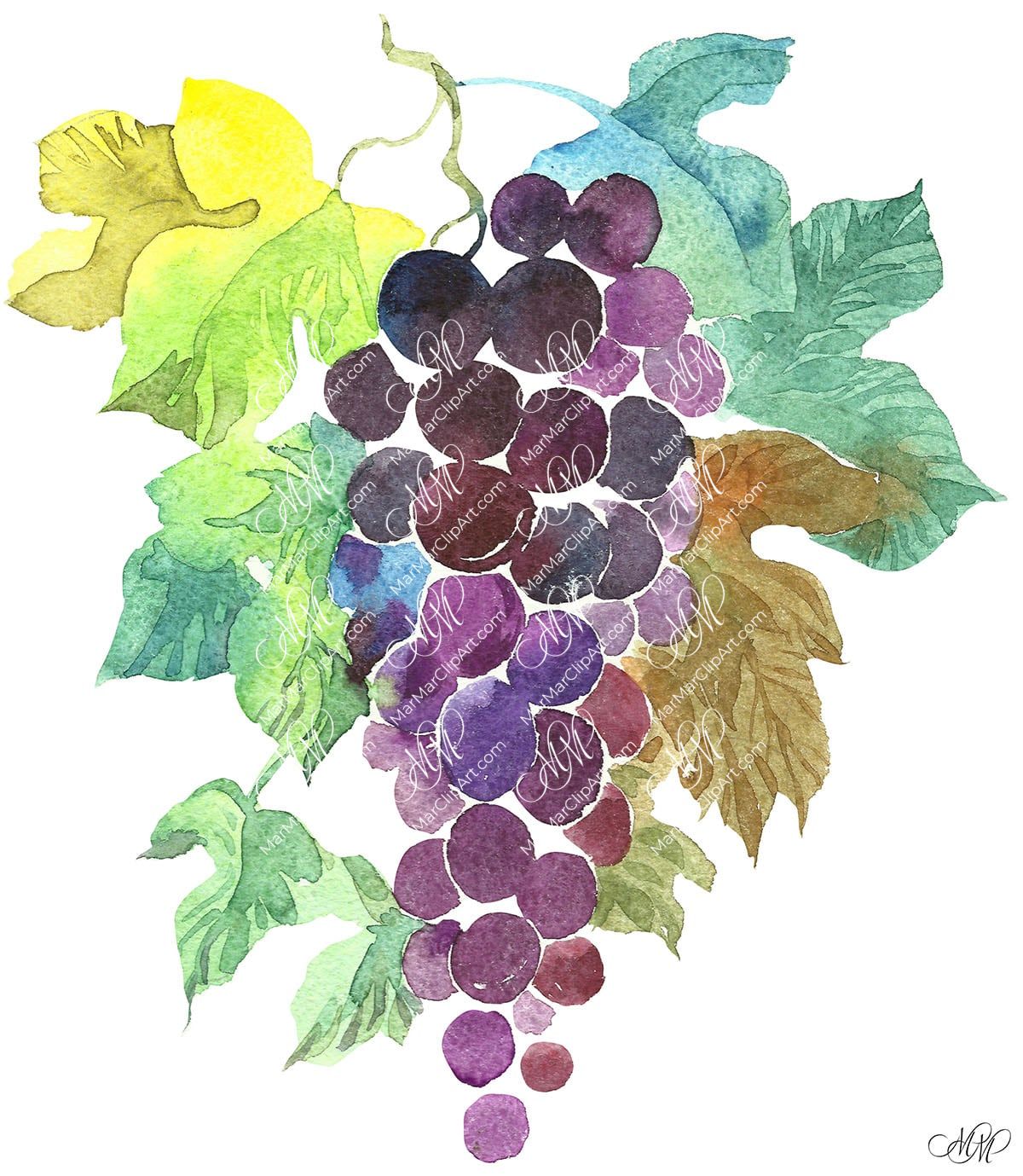 Grape. Watercolour fruit clipart