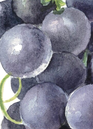 Grape black. Watercolor botanical clipart, printable file