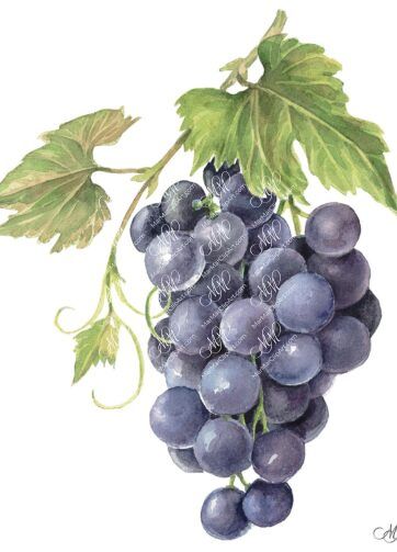 Grape black. Watercolour vintage style.