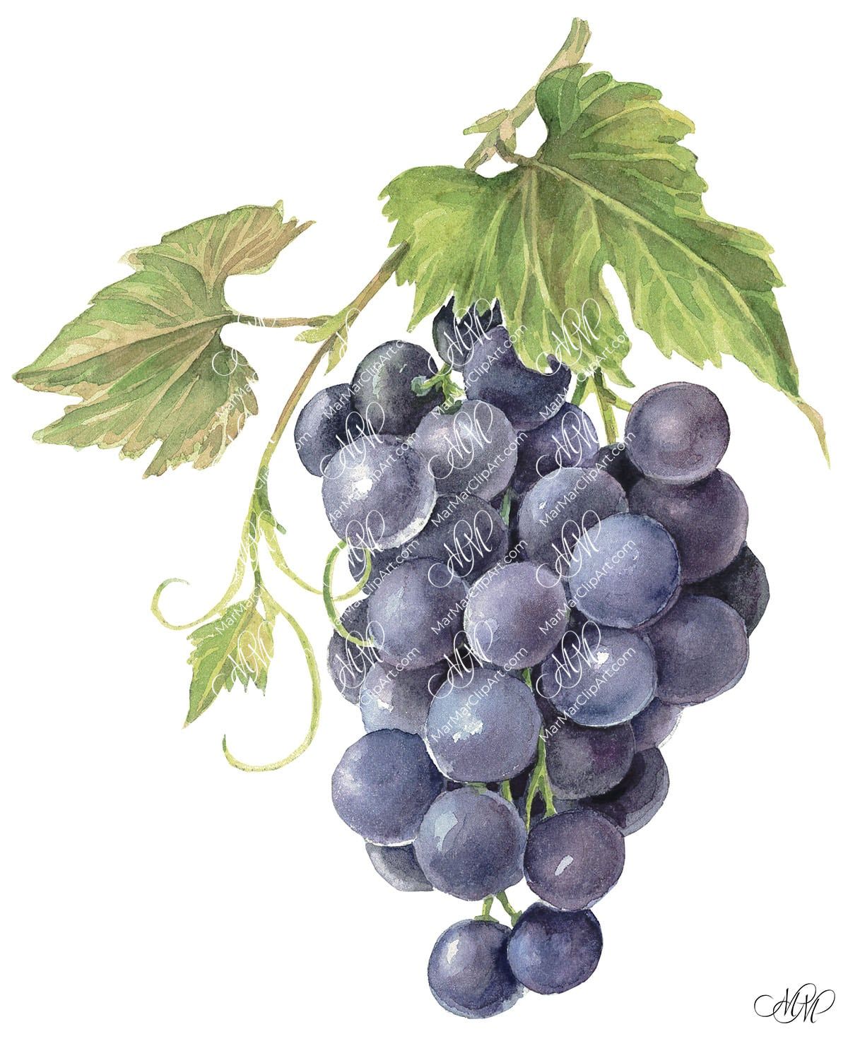 Grape black. Watercolour vintage style.
