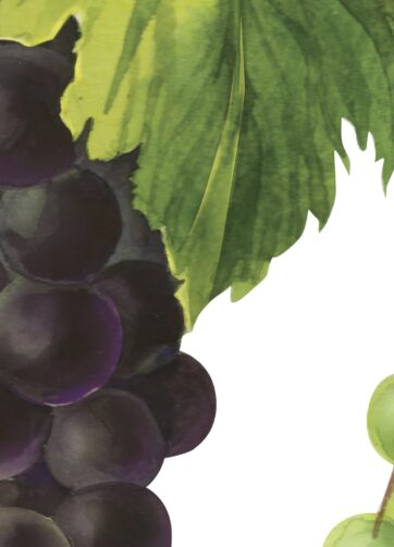 Branch of grapes. Watercolor botanical clipart