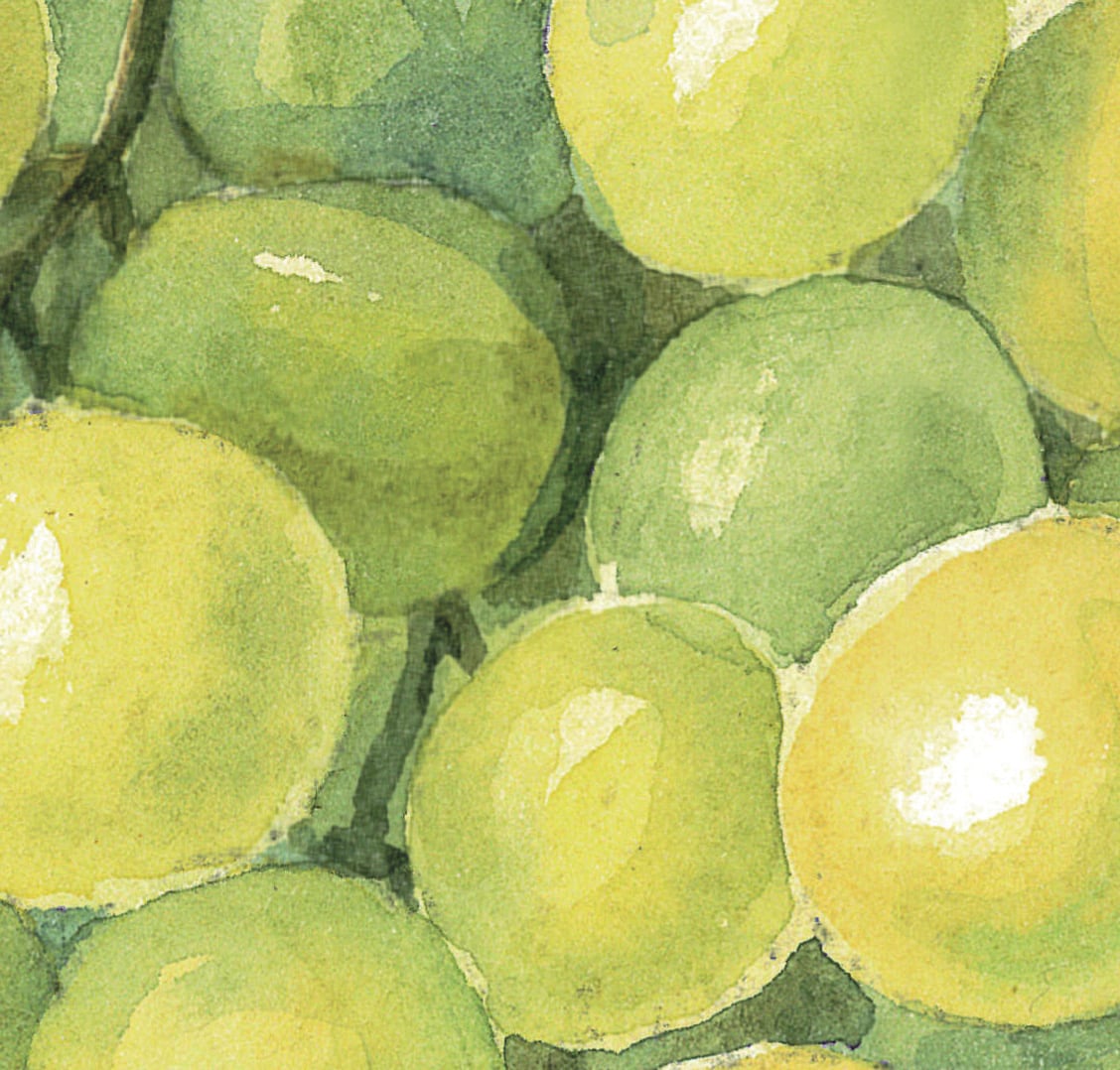 Grape green. Watercolor clipart, printable file