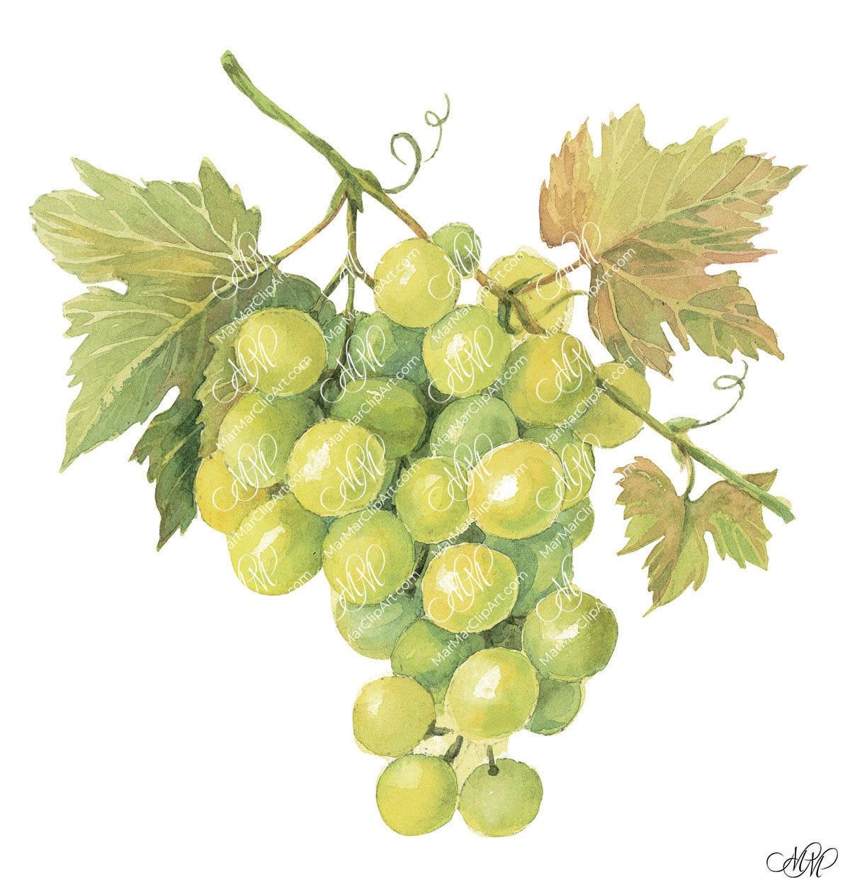 Grape green. Watercolour vintage style illustration