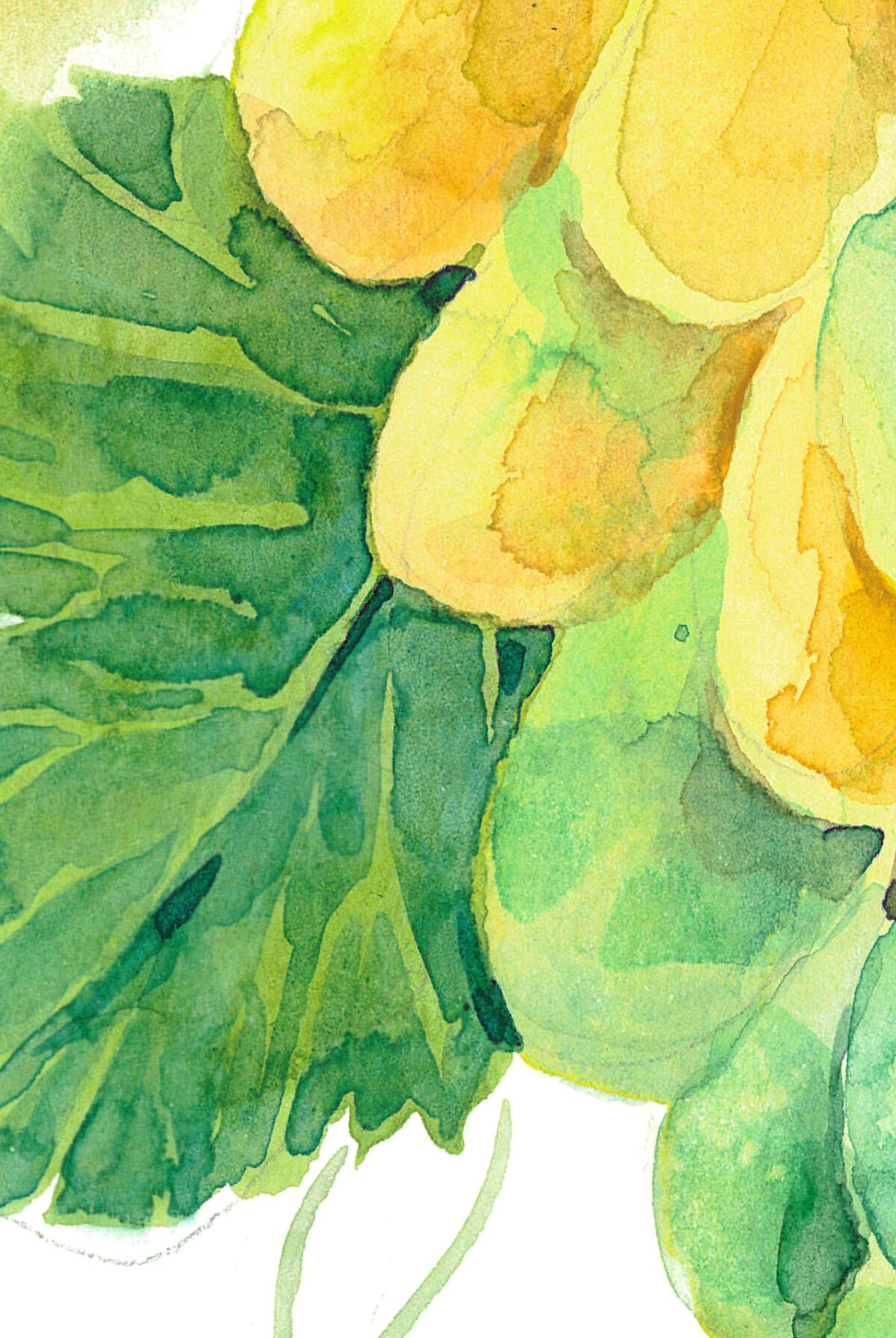 Green grape. Watercolor botanical clipart, printable file
