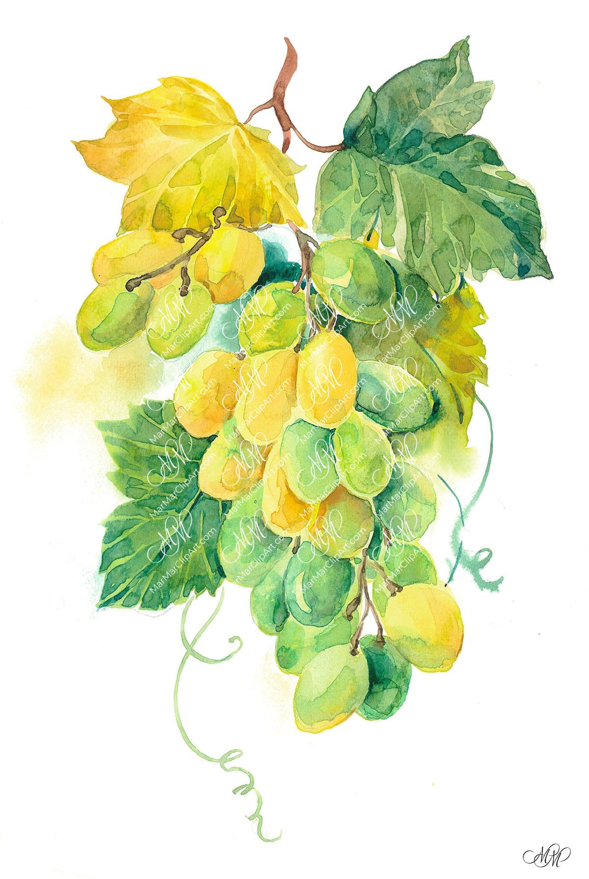 Green grape. Watercolour botanical clipart