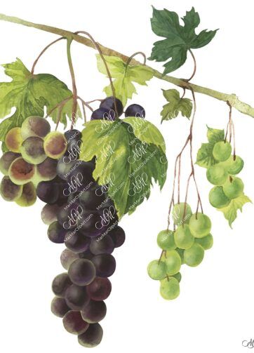 Branch of grapes. Watercolour botanical clipart