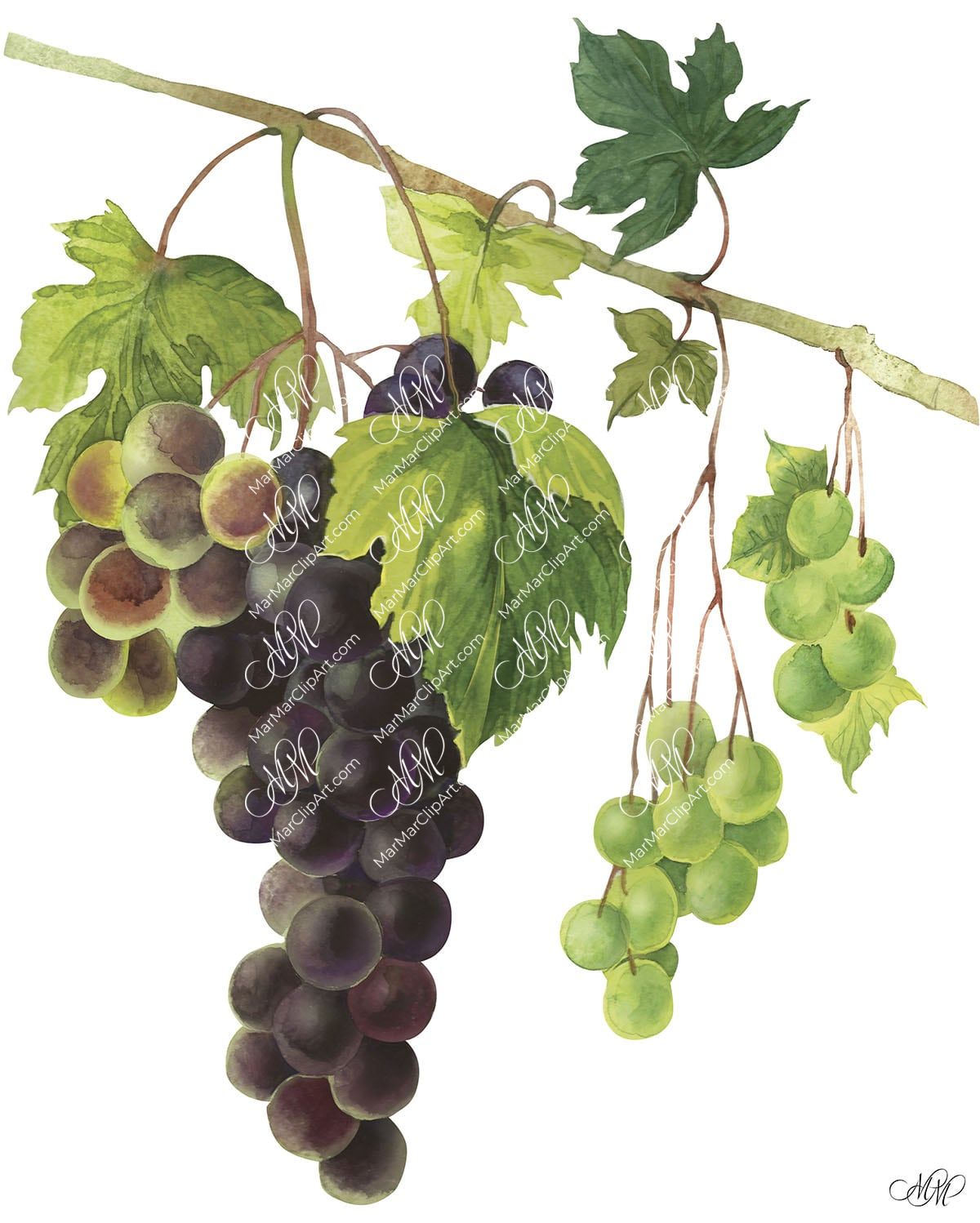Branch of grapes. Watercolour botanical clipart
