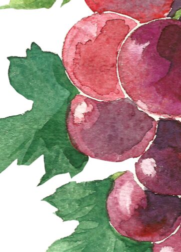 Red grape. Fragment. Watercolor clipart, printable file