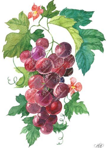 Red grape. Watercolour botanical illustration