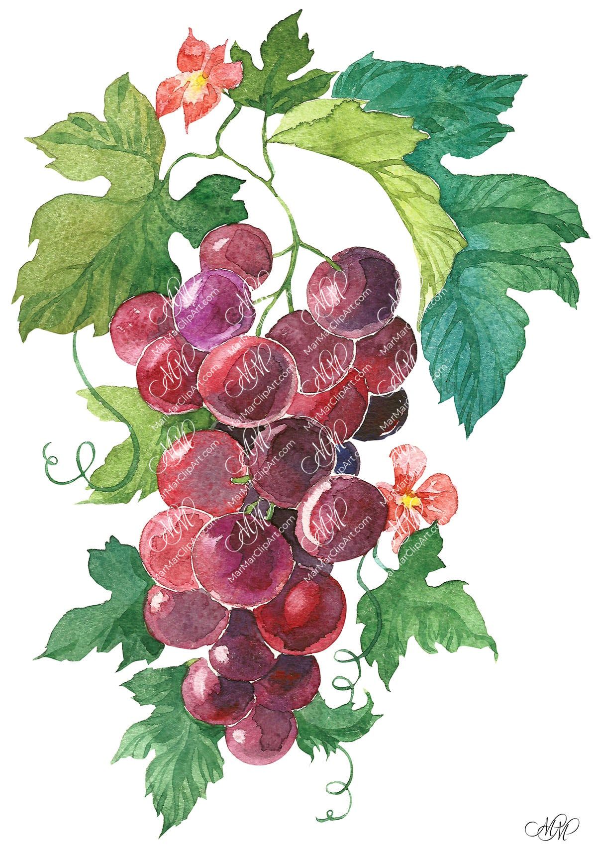 Red grape. Watercolour botanical illustration