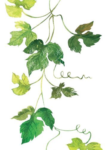 Grape Leaves. Watercolour clipart