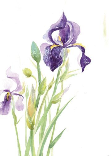 Irises. Watercolor. Isolated on white background. Watercolor. 55x81 cm. RGB. 300 px. Instant download.