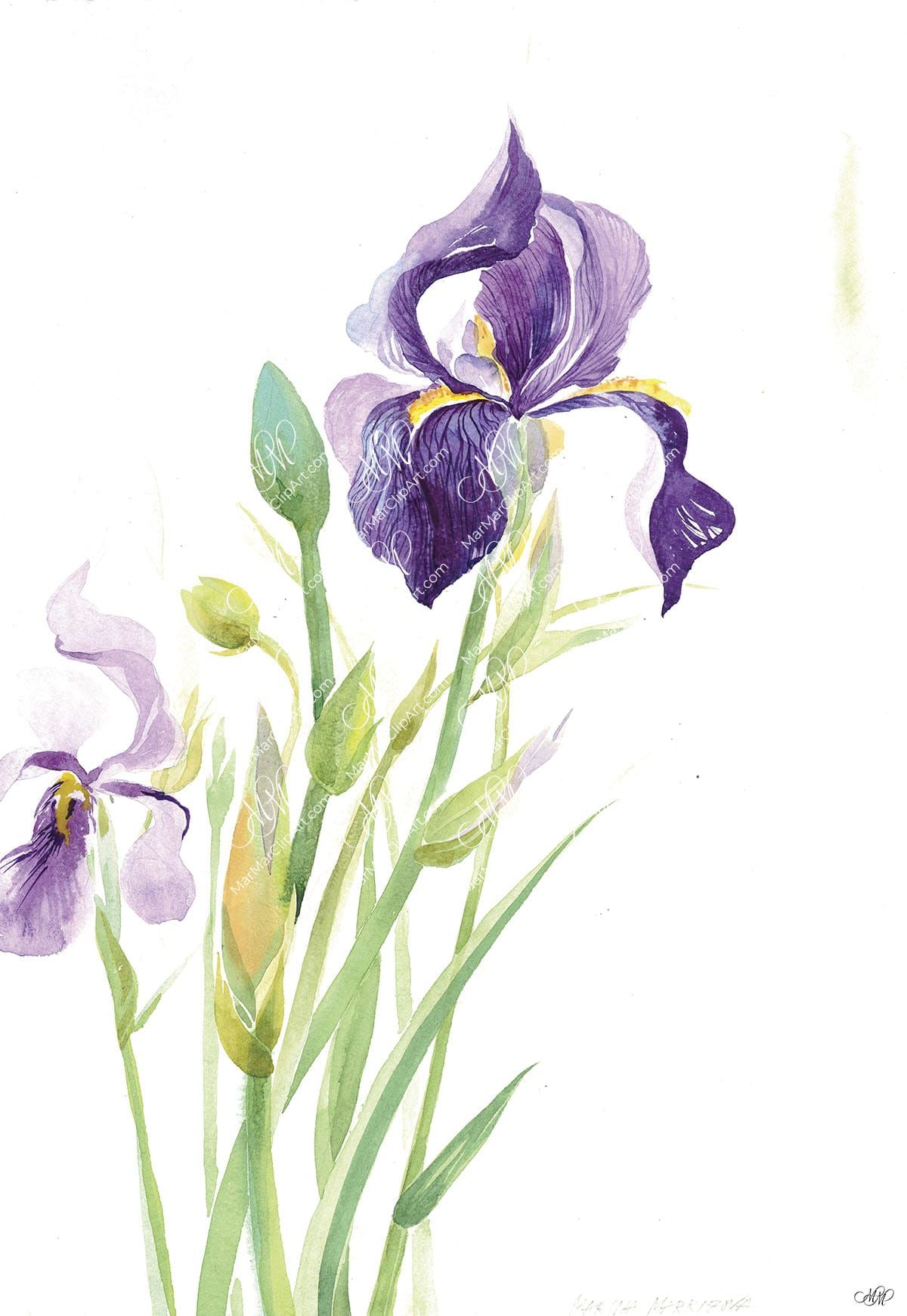 Irises. Watercolor. Isolated on white background. Watercolor. 55x81 cm. RGB. 300 px. Instant download.