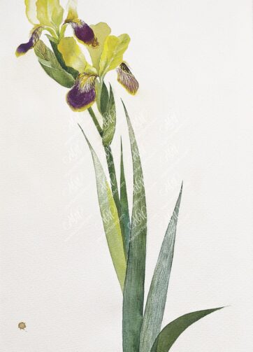 Yellow Iris. Isolated on white background. Watercolor. 16x24cm. RGB. 300 px. Instant download.