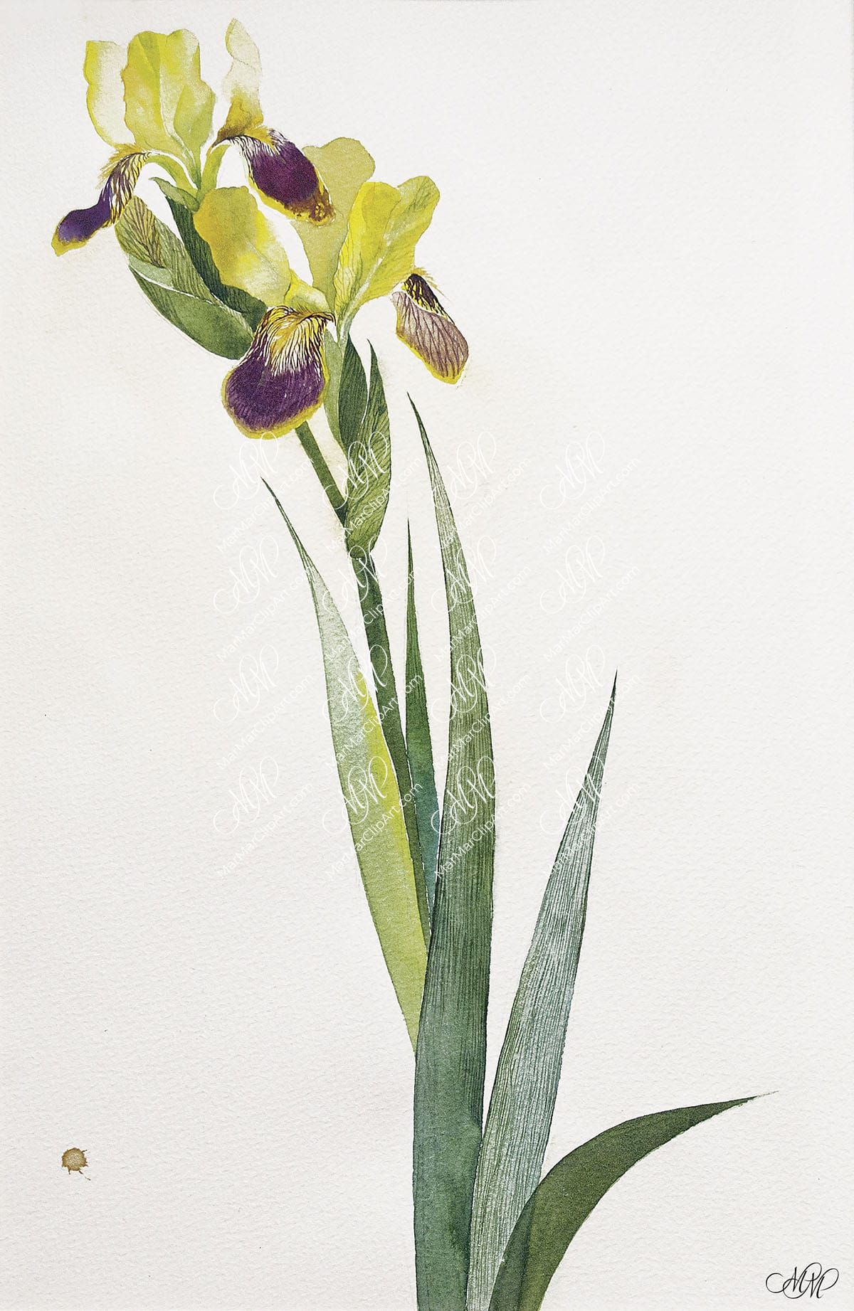 Yellow Iris. Isolated on white background. Watercolor. 16x24cm. RGB. 300 px. Instant download.