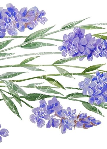 Lavender. Watercolor botanical illustration, printable file