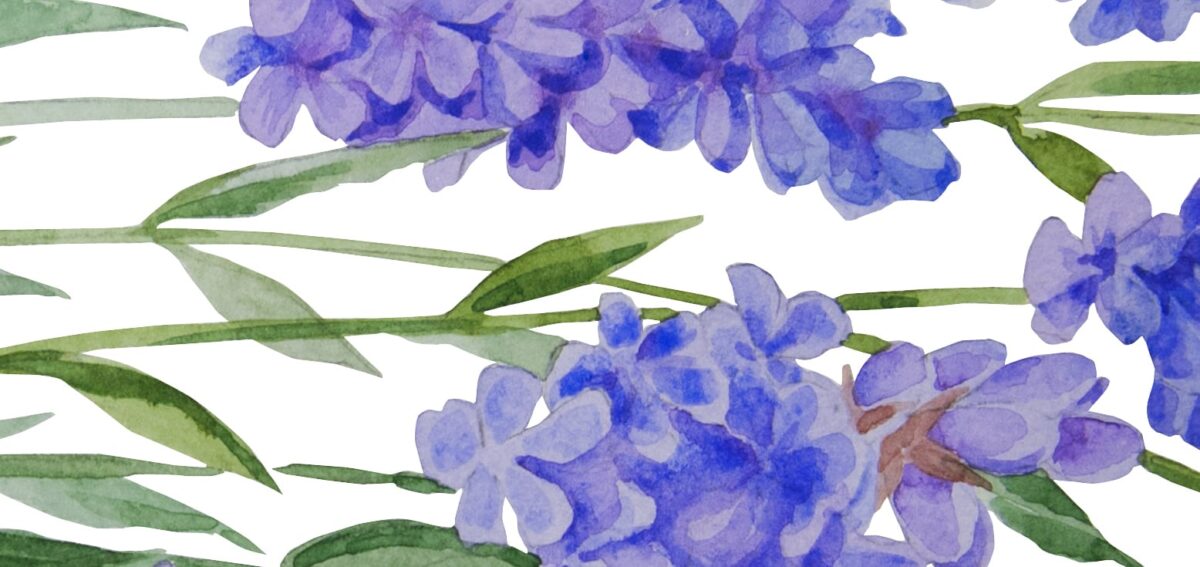 Lavender. Fragment. Watercolor botanical illustration, printable file