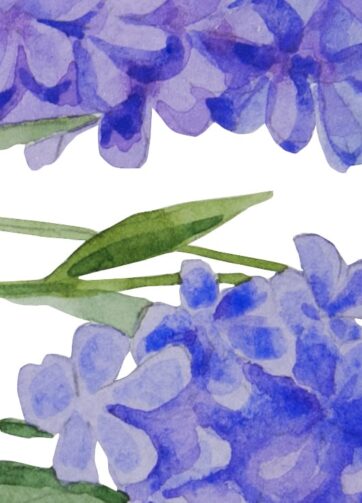 Lavender. Fragment. Watercolor botanical illustration, printable file