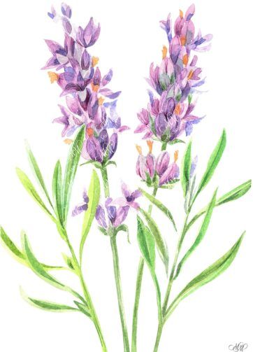 Lavender. Isolated on white background with work path. Watercolor. 20x29 cm. Lavender.jpg 3Mb. RGB. 300 px. Instant download.