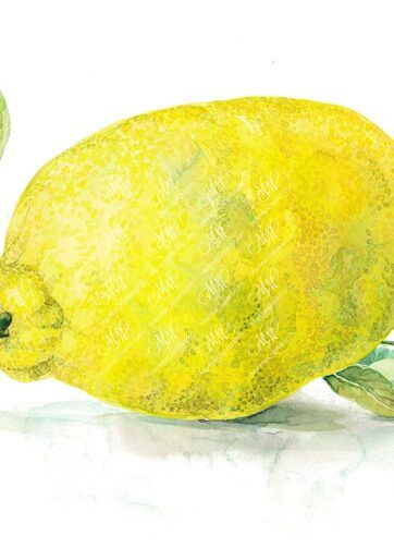 Lemon. Isolated on white background. Watercolor. 63x40 cm. lemon1.jpg 17Mb. RGB. 300 px. Instant download.