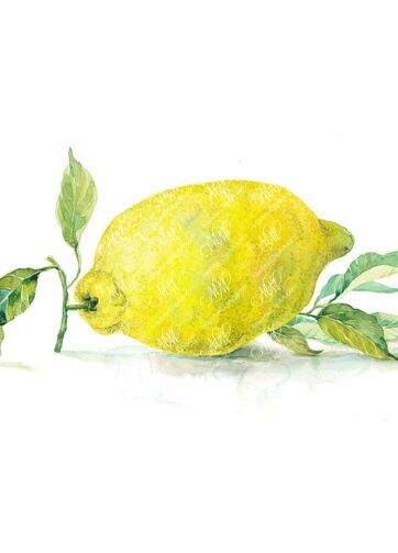 Lemon. watercolor fruit clipart