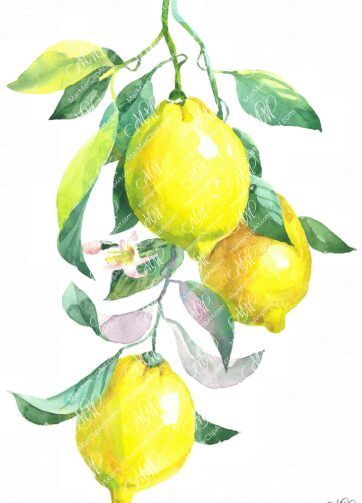 Branch of lemon. Watercolor clipart, printable file