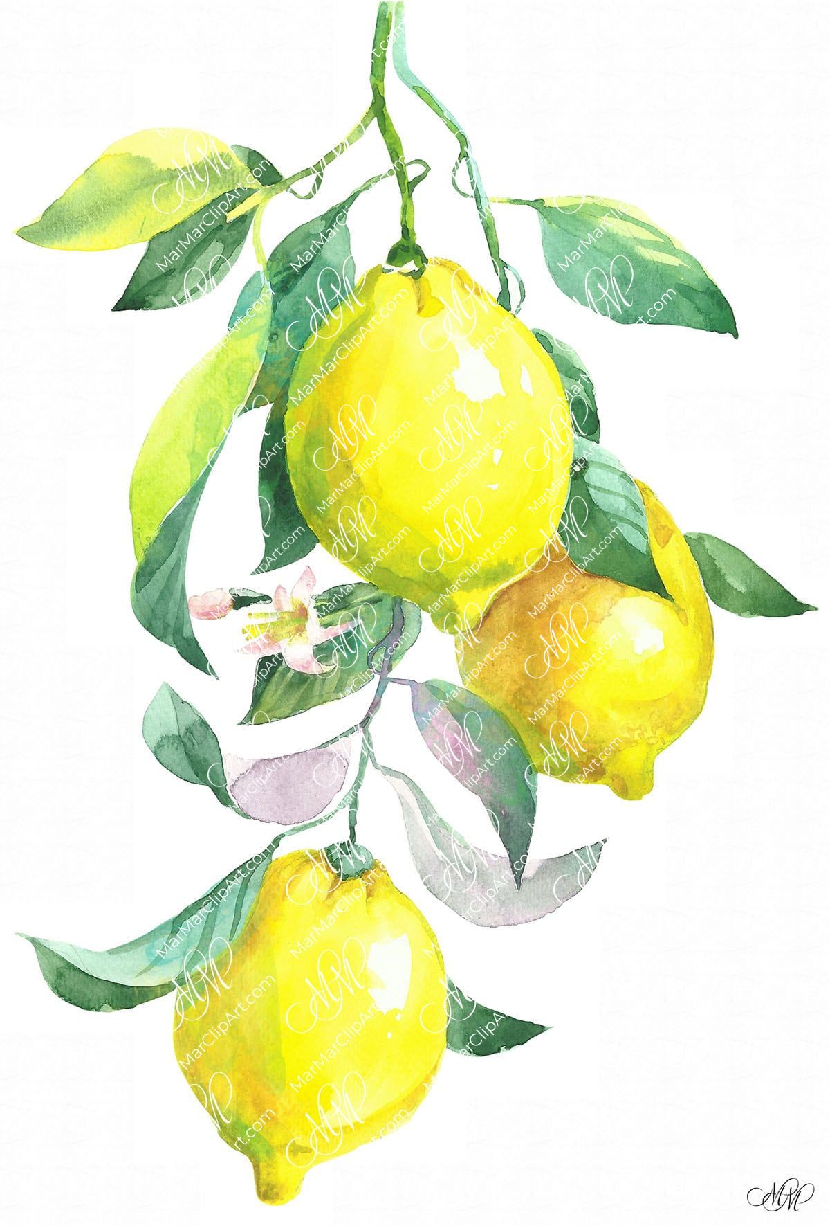 Branch of lemon. Watercolor clipart, printable file