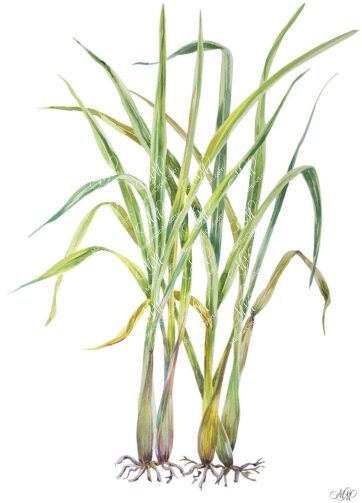 Lemongrass. Isolated on white background with work path. Watercolor. 24x34 cm. Lemongras1.jpg 3Mb. RGB. 300 px. Instant download.